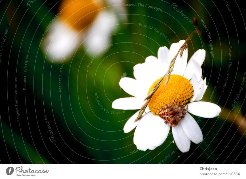 daisies Plant Blossom Full Meadow Flower Grass Blade of grass Animal Daisy Green Yellow White Spider Summer Beautiful Wild animal Nature