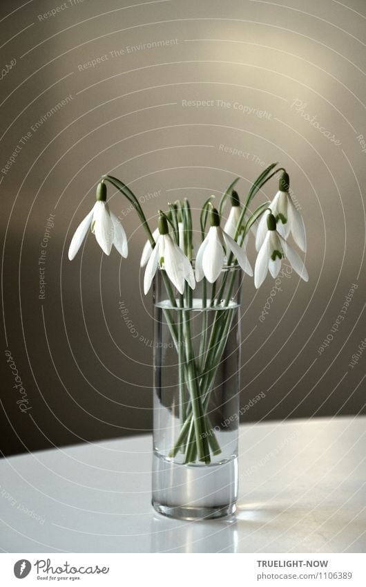 Snowdrops in a glass 1 Lifestyle Elegant Style Design Joy Wellness Harmonious Well-being Contentment Senses Relaxation Calm Living or residing Flat (apartment)