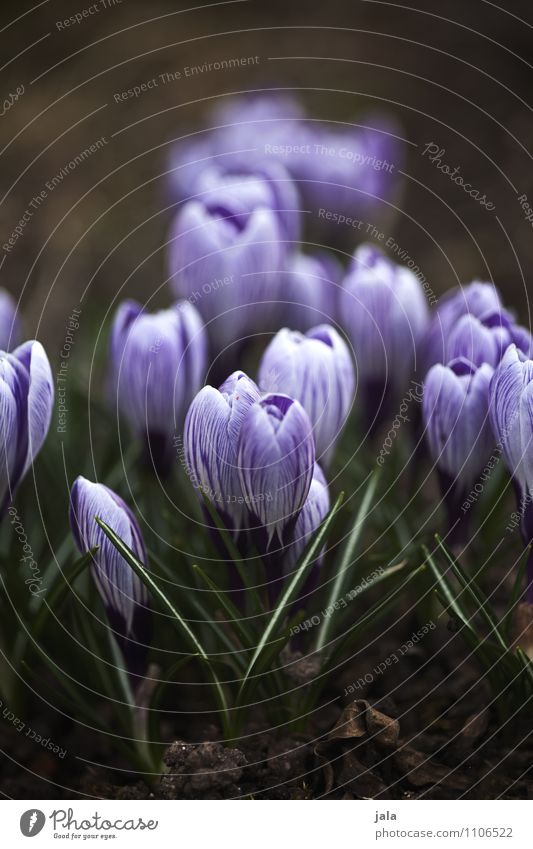 crocuses Environment Nature Plant Spring Flower Leaf Blossom Crocus Garden Esthetic Natural Beautiful Colour photo Exterior shot Deserted Day