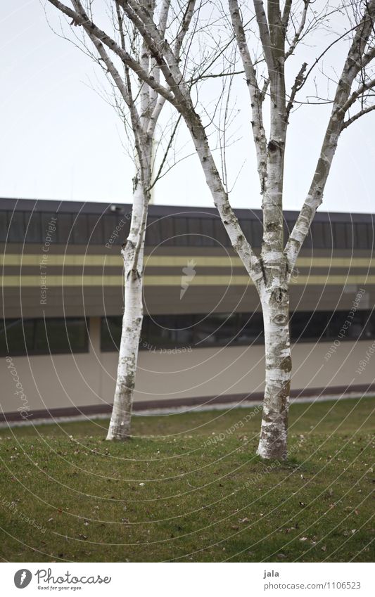 birches Nature Sky Plant Tree Grass Garden Park Meadow Manmade structures Building Architecture Simple Gloomy Colour photo Exterior shot Deserted Day