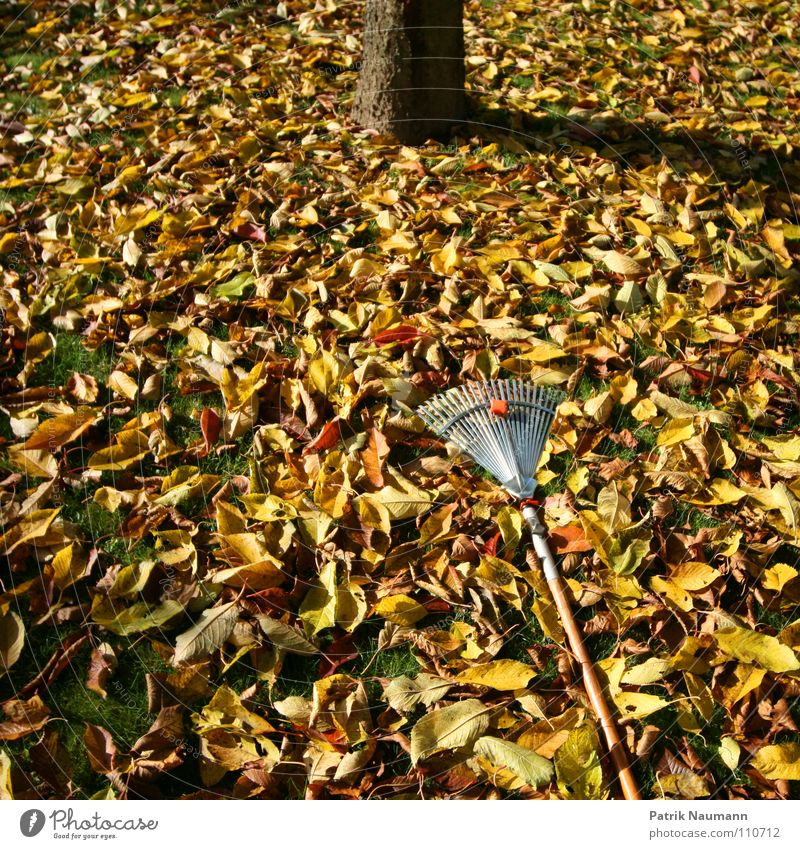 typical autumn work. Autumn Leaf Rake Tree Work and employment Multicoloured Grass Compost Autumnal foliage work leaf fall Cover defoliate