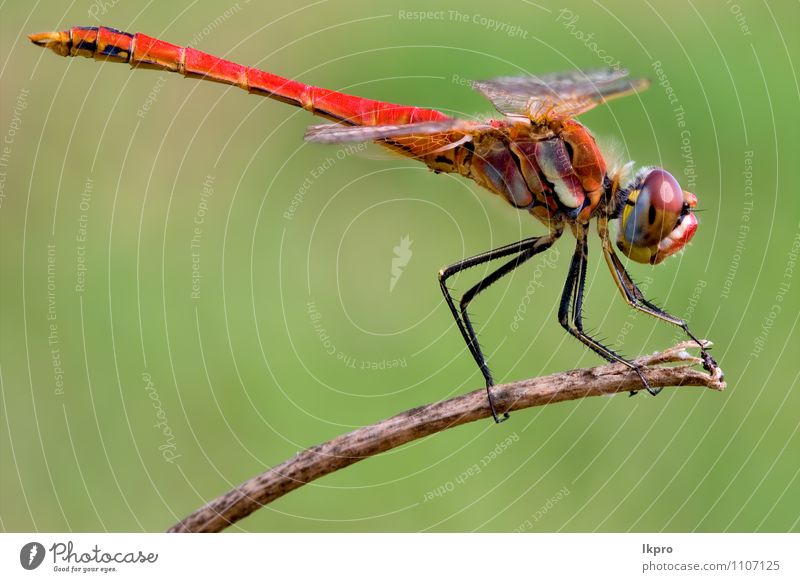 dragonfly Lifestyle Environment Nature Plant Animal Wild animal Wood Brown Yellow Gold Green Red Black Adventure Aggression Colour lkpro red dragonfly colori
