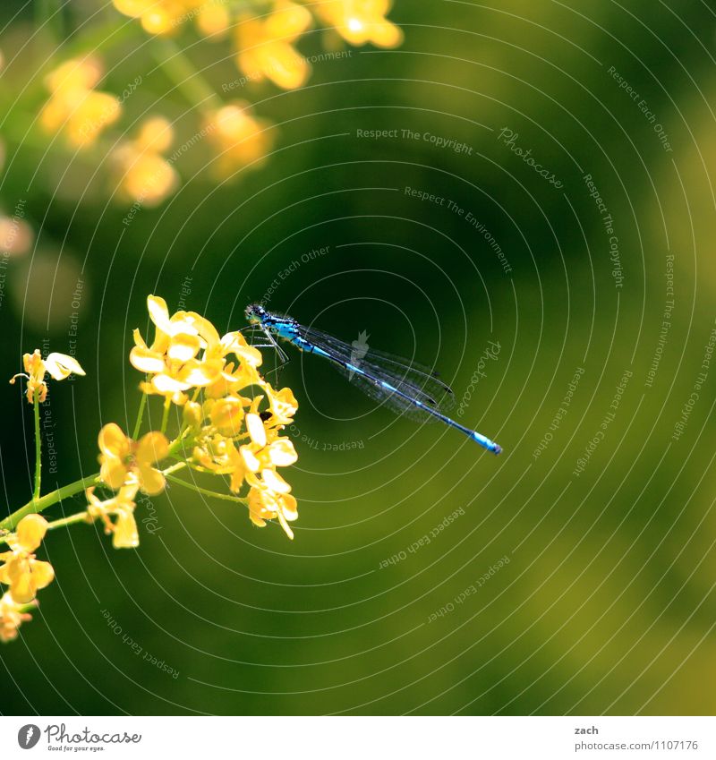 docked Spring Summer Plant Flower Grass Bushes Leaf Blossom Foliage plant Garden Meadow Animal Wild animal Insect Dragonfly 1 Flying Blue Yellow Green