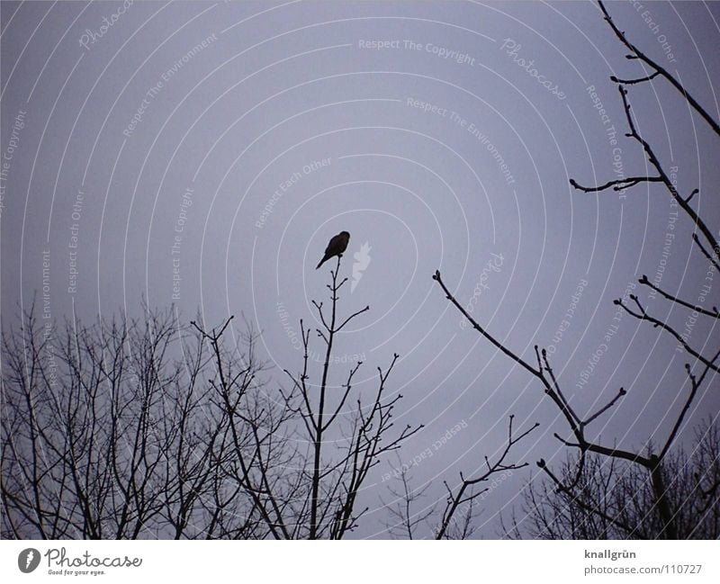Edgar's Raven Poem Raven birds Gray Dark Black Bird Tree Branchage Sky edgar allan poe Past Never Winter morning Twig Sit Wait Slate blue Cloud cover