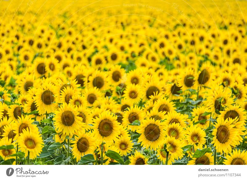Summer, sun, sunflowers Nature Plant Sun Beautiful weather Blossom Agricultural crop Yellow Green Multicoloured