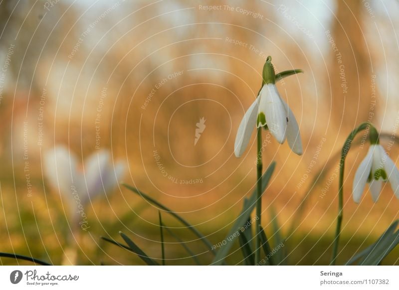 Spring is here and the snowdrops are blooming Nature Sun Plant Flower Grass Leaf Blossom Foliage plant Wild plant Idyll Colour photo Multicoloured Close-up