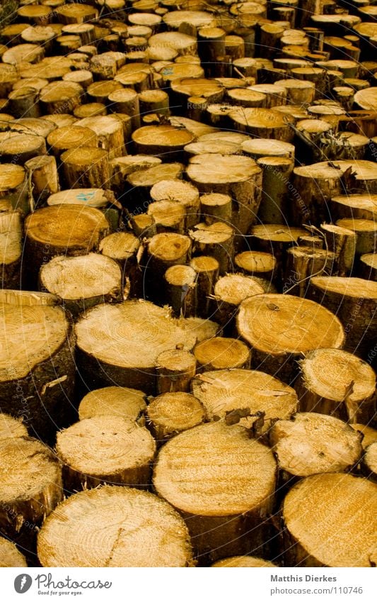 wood Damage Forest Wood Heap Stack Pattern Round Spruce Beech tree Lime tree Stack of wood Tree trunk Logging Heavy Nature Contrast Multiple Exterior shot