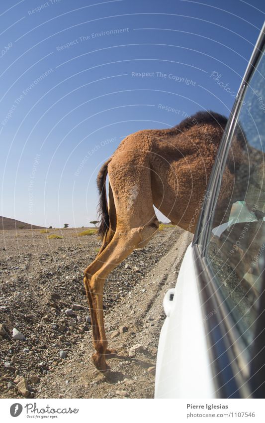 camel stuck in quicksand