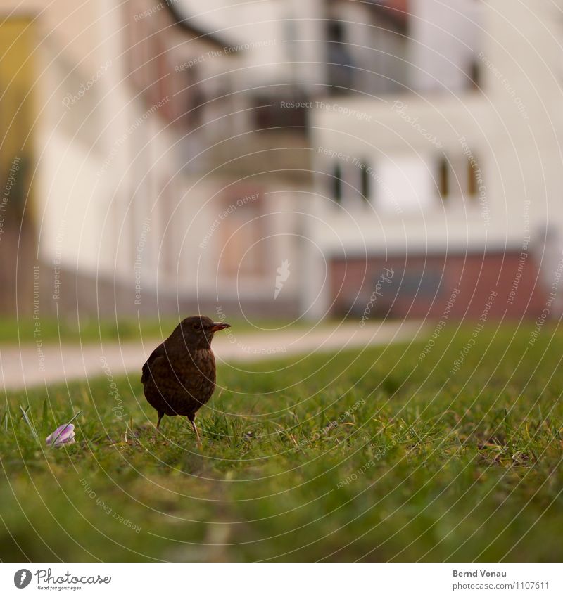 Bird HD Grass Heidelberg Town House (Residential Structure) Beautiful Blackbird Beak Crocus Ground Ground level Near Individual Colour photo Close-up Deserted