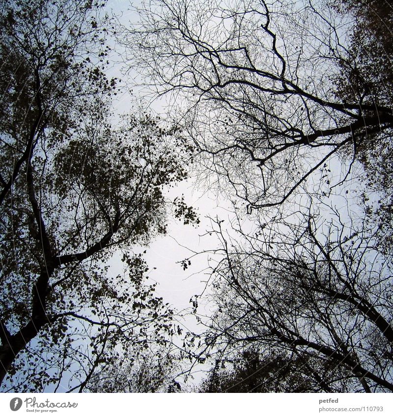 Treetops X Autumn Forest Leaf Winter Black White Under Clouds Sky Branch Twig Nature Blue Shadow Tall To fall Wind