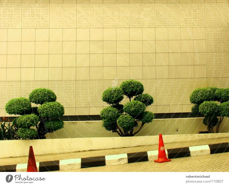 diagonal caps Bonsar Wall (building) Tree Small Branchage Bushes Hat Traffic cone Lane markings Black White Striped Green Barrier Close Rule Expressway exit