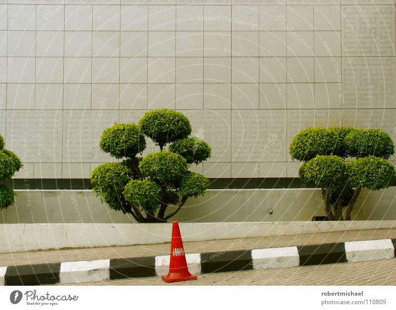 weird hat Bonsar Wall (building) Tree Small Branchage Bushes Hat Traffic cone Lane markings Black White Striped Green Instant messaging Serene Individual Stand