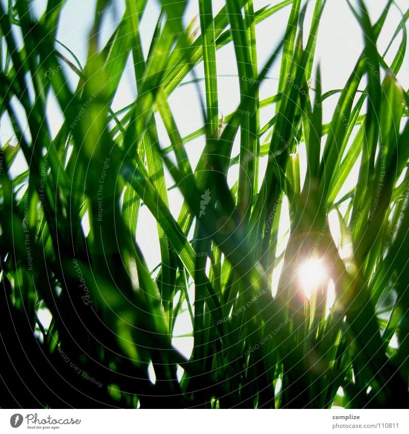 sun protection Grass Meadow Sunbeam Summer Spring Worm's-eye view Physics Green Park Blade of grass Close-up Evening sun Sunset Sunrise Lighting grässer