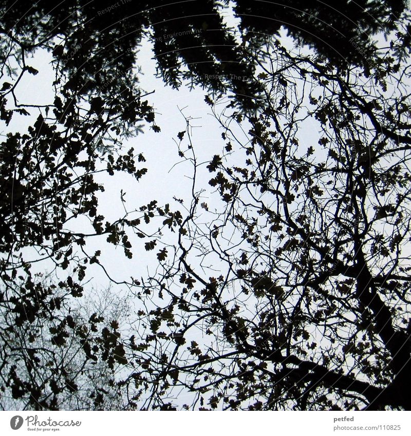 Treetops XI Autumn Forest Leaf Winter Black White Under Clouds Sky Branch Twig Nature Blue Shadow Tall To fall Wind