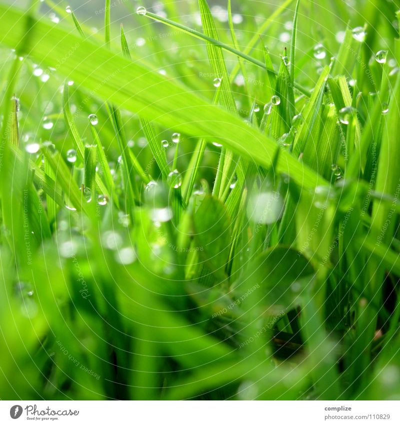 Meadow2 Grass Dew Blade of grass Park Close-up Green Summer Spring Clover Wet Damp Alpine pasture Round Sharp-edged Plant Maturing time Growth