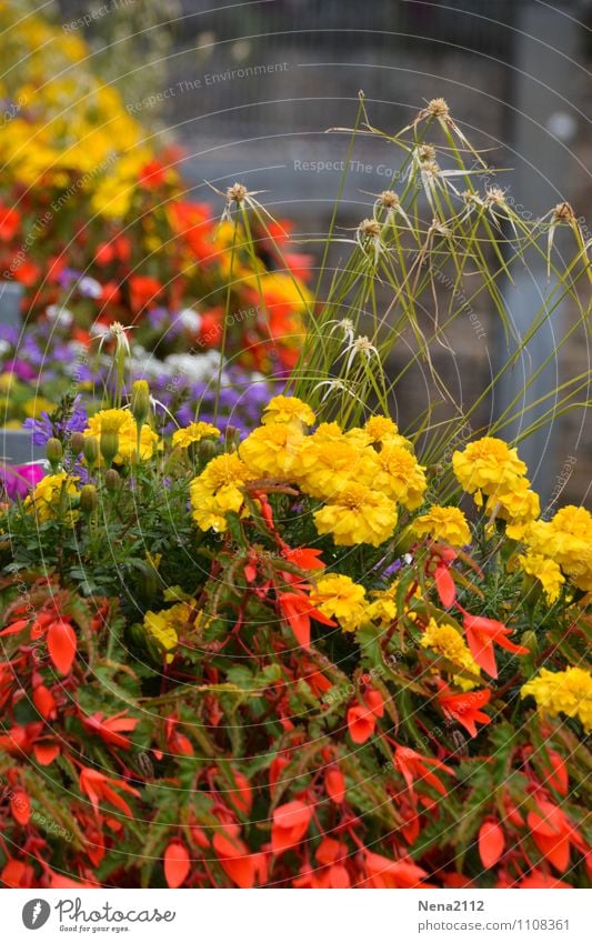 flower power Environment Nature Plant Spring Summer Flower Pot plant Garden Park Village Small Town Downtown Old town Multicoloured Yellow Red Colour photo