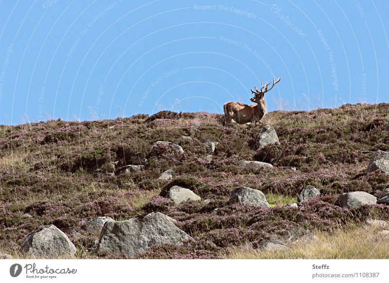 Red deer in Scotland stag Heathland Nordic romanticism wild nature barren landscape northern landscape Scottish countryside Scottish nature Nordic nature