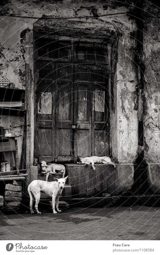 Dogs in Calcutta Town Old town Deserted House (Residential Structure) Building Wall (barrier) Wall (building) Stairs Door Animal Pet 3 Group of animals Stone