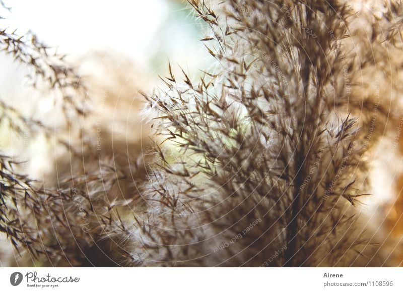 In the reeds Plant Grass Aquatic plant Common Reed Marsh grass Soft Brown Turquoise Light brown Delicate Exterior shot Deserted Copy Space left Copy Space top