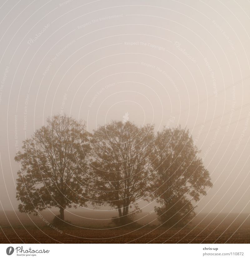 Trees in the fog 2 Field Agriculture Footpath Country road Vegetable farming Brown Green Fog Row of trees Dark Gray Vantage point Vista Morning fog Dew Winter