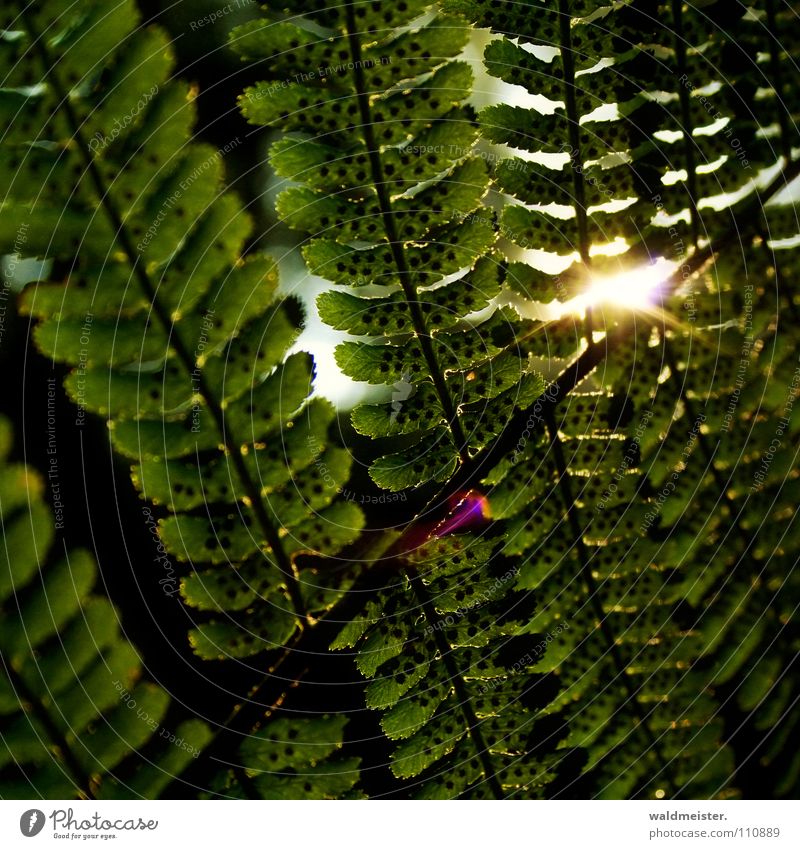 fern leaf Pteridopsida Fern Leaf Sun Back-light Lens flare Summer Autumn Green Hope Nature
