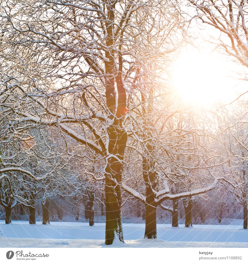 Sun Tree Landscape Winter - a Royalty Free Stock Photo from Photocase