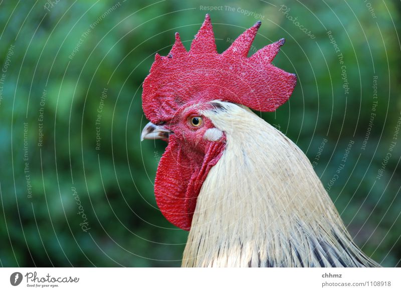 cockscomb Animal Rooster Barn fowl Poultry 1 Power Pride Swagger Watchfulness Elegant Curiosity Red Willpower Determination Jealousy Arrogant Colour photo