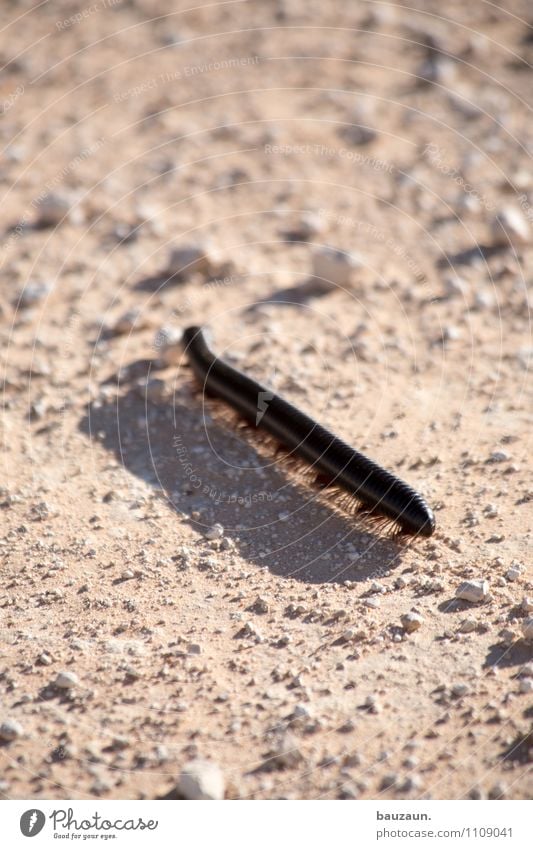 Take these legs in your hand. Vacation & Travel Trip Adventure Sightseeing Safari Expedition Environment Nature Landscape Earth Sand Sun Etosha pan Namibia