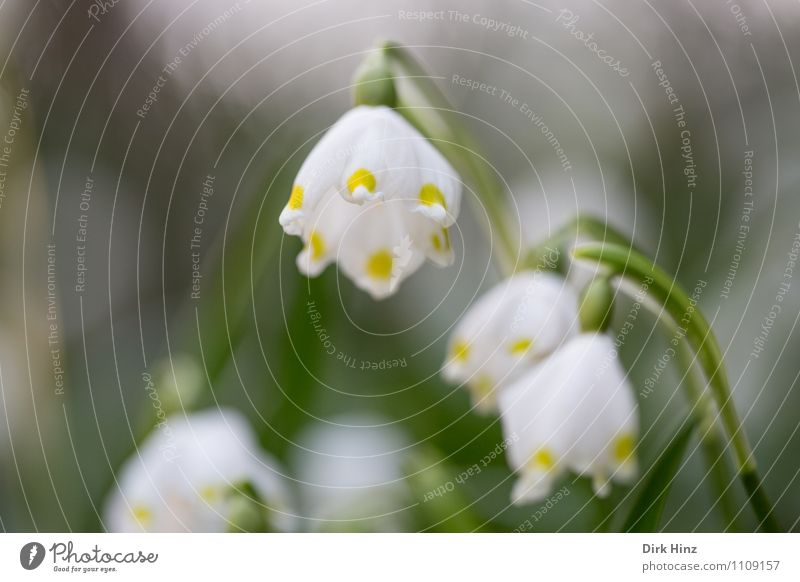 March Cup II Environment Nature Plant Flower Blossom Wild plant Garden Park Forest Yellow Green Hope Spring snowflake Fragrance Blur Spring flowering plant