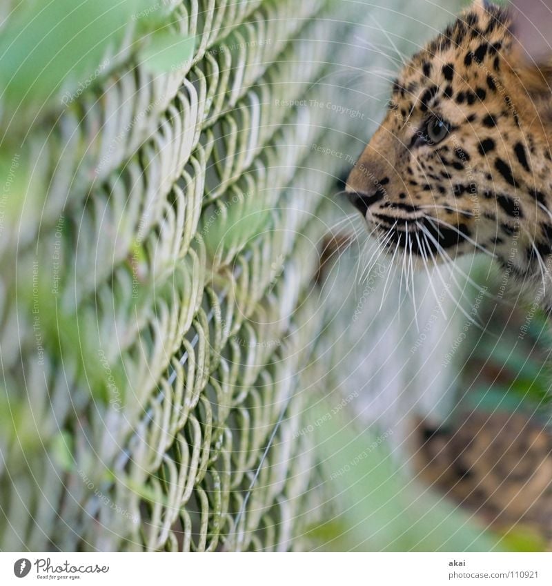 Booty? Beautiful Animal Watchfulness Caution Concentrate Hunter Panther Big cat Observe Looking Eyes Animal face Animal portrait Whisker Gaze Fence Fenced in