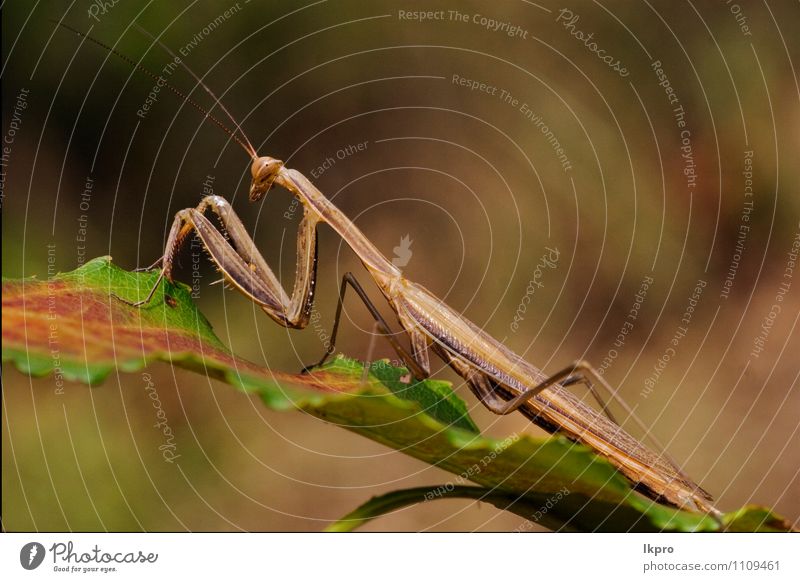 in a green leaf Garden Environment Nature Plant Leaf Animal Paw Brown Green Red Colour lkpro Mantis Religiosa natura colori rosso verde marrone insetto Insect