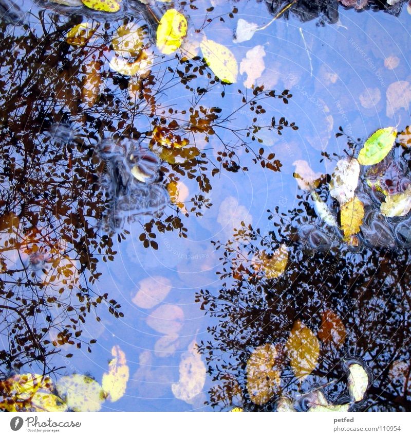 Autumn puddle tree crowns II Winter Leaf Reflection Under Tree Treetop Puddle Wind Weather Rain Branch Sky Above Nature
