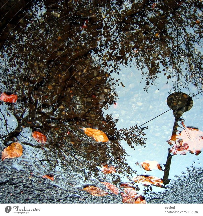 Autumn puddle II Tree Winter Street lighting Leaf Brown Gray Black Clouds White Seasons Water Rain Weather Orange Twig Branch Sky Blue