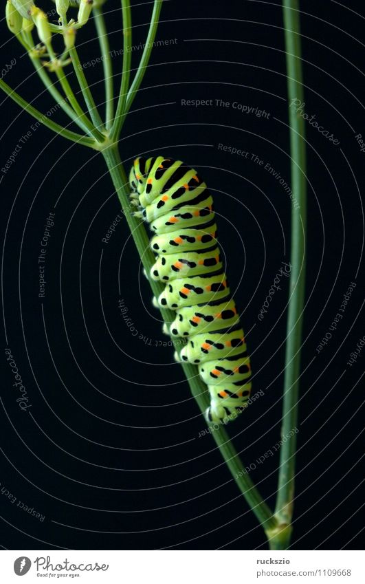Caterpillar, swallowtail, Nature Animal Wild animal Butterfly Free Yellow Black Swallowtail Papilio machaon butterflies Insect Noble butterfly spotted butterfly