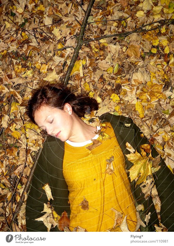 autumn sleep Autumn Leaf Yellow Dark green Green Peace Sleep Coat Emotions Transience Brunette Colour russet Floor covering Dirty Loneliness Lie Autumnal Branch