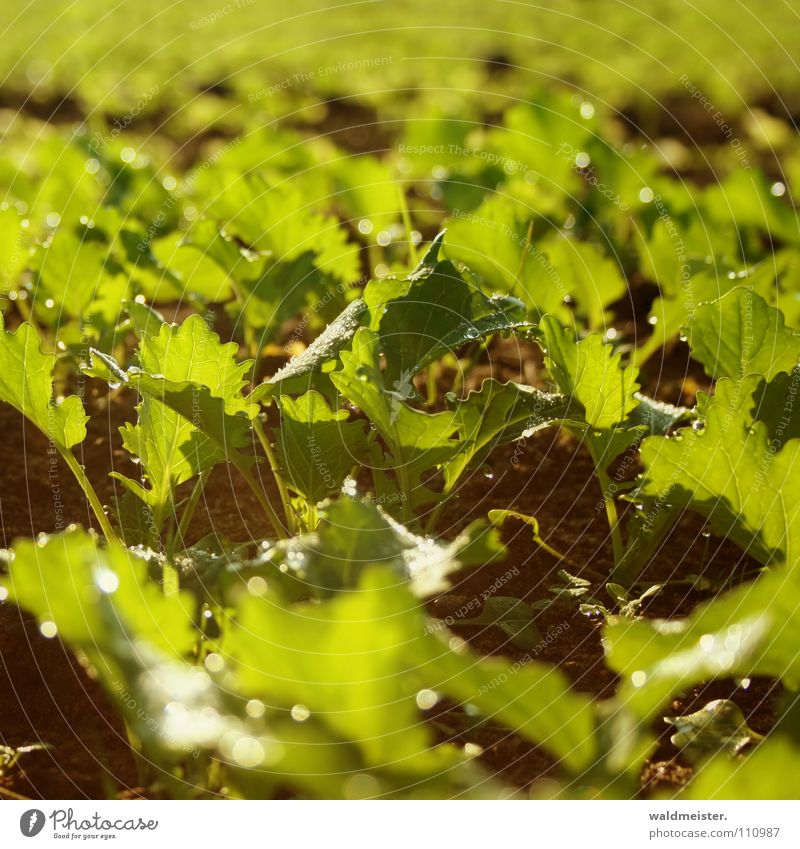 rapsfeld Canola field Field Oilseed rape oil Bio-diesel Bio-fuel Renewable raw materials Ecological Organic produce Organic farming Agriculture Plant Plantlet