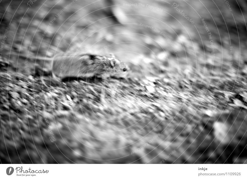 escape attempt Garden Meadow Field Wild animal Mouse 1 Animal Hunting Running Speed Emotions Moody Fear Horror Fear of death Dangerous Distress Effort Threat
