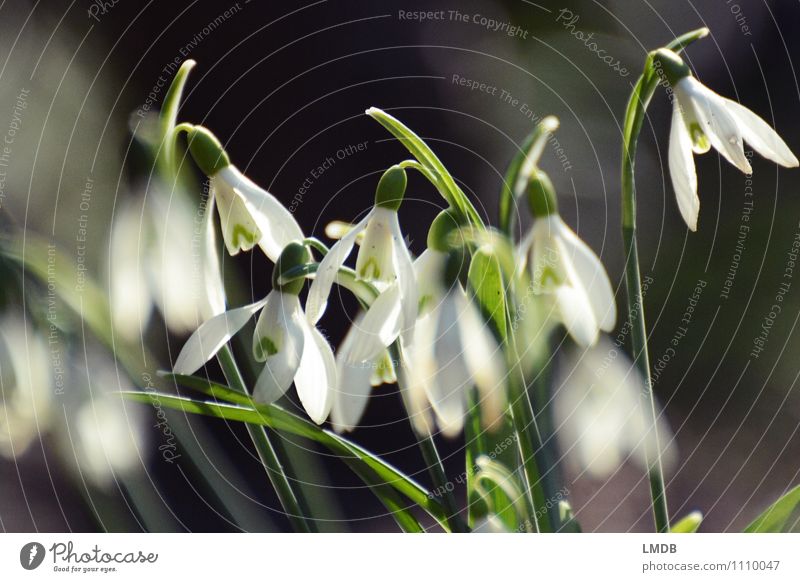 Snowdrops, but real! Nature Plant Flower Wild plant Black White Spring Spring flower Spring flowerbed Blossoming Bell Spring flowering plant Bulb flowers Garden