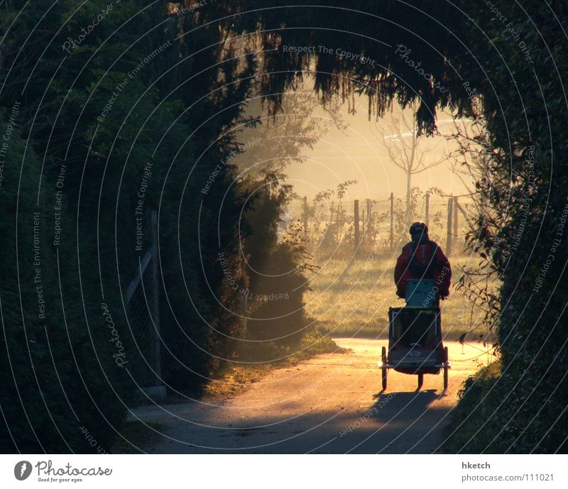 Taxi Driver Autumn Fog Tree Sunrise Light Radiation Tunnel Bicycle Child Morning Morning fog Damp Enchanted forest Enchanted wood Future Anticipation Contrast