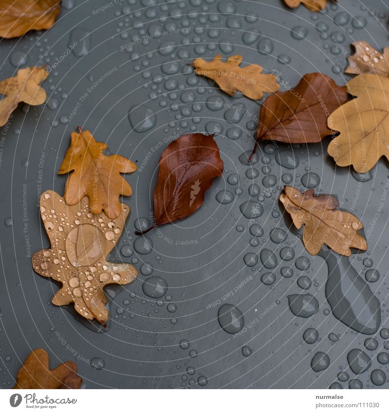 autumn grey Drops of water Leaf Autumn Gray Brown Reflection Oak tree Tree Covers (Construction) Cover up Rain Puddle Transience Plastic Statue Water Rope Acorn