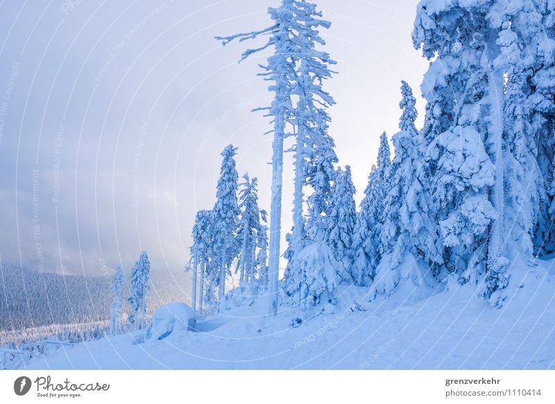 winter sun Skiing Ski resort Ski run Winter Winter vacation Mountain Sunrise Sunset Forest Snowcapped peak Blue Snowfall Snowscape timber line Indirect light