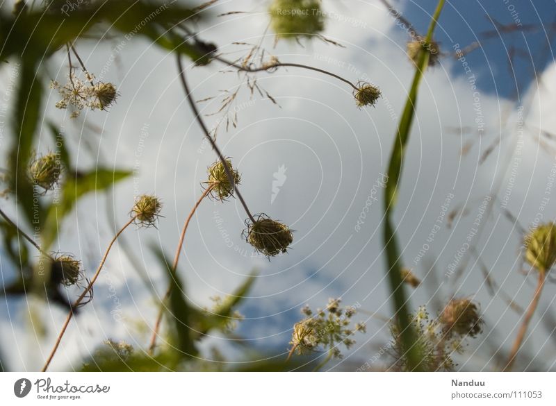 99 flowers Meadow Summer Flower Blossom Clouds Worm's-eye view Green White Transience Blossoming elongate Traffic infrastructure Upward Sky Blue