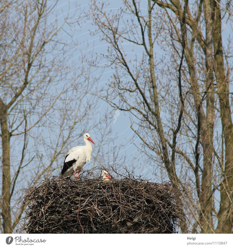 family planning Environment Nature Plant Animal Cloudless sky Spring Beautiful weather Tree Wild animal Stork White Stork Nest 2 Looking Stand Esthetic Together
