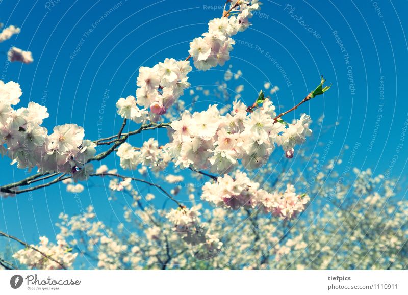 cherry blossom Summer Easter Spring Flower Blossom Lanes & trails Blue Pink Nostalgia Cherry blossom Cherry tree To go for a walk Sky tree blossom