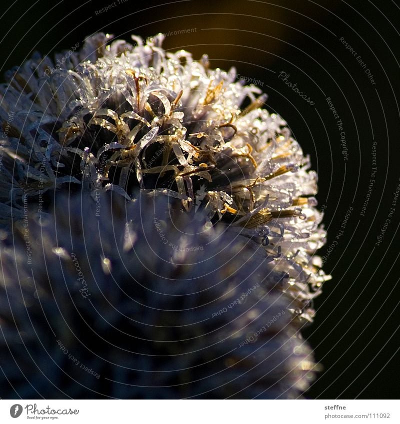 thistle Thistle Flower Plant White Blur Depth of field Meadow Bushes Light Summer Autumn globe thistle Thorn Pain Nature Silver Sun Gold Hair and hairstyles