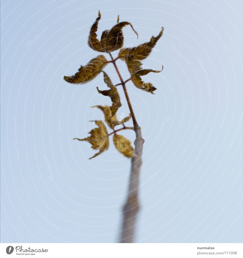 harboring Leaf Autumn Few Brown Dew Morning Decline Apocalyptic sentiment Nuclear war Last Fear Panic leaf loss Rod Branch Tree trunk End quirky Middle the last