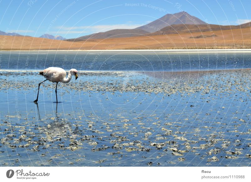 Highland Flamingos in a Laguna, Bolivia, Andes Exotic Vacation & Travel Safari Mountain Nature Animal Clouds Park Lake Bird Stone Wild Blue Pink water andean