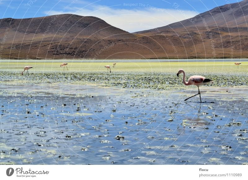 Highland Flamingos in a Laguna, Bolivia, Andes Exotic Vacation & Travel Safari Mountain Nature Animal Clouds Park Lake Bird Stone Wild Blue Pink water andean