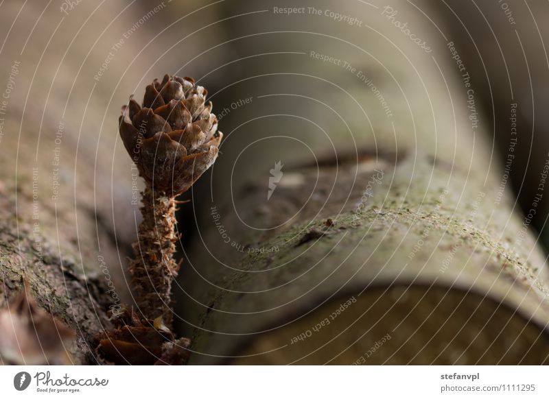 Fir cone with tree trunk Environment Nature Plant Tree Wild plant Forest Wood Creativity Stagnating Cone Tree trunk Colour photo Exterior shot Close-up Deserted