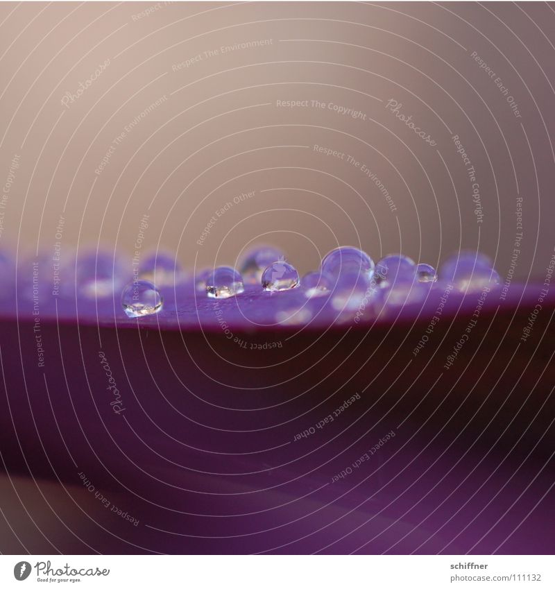 Purple Pearl Slide Surface tension Plant Violet Drops of water Rain Rope droplet formation pearlescent Macro (Extreme close-up)